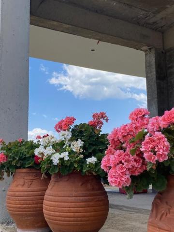 Diana Studios Vurvurú Kültér fotó